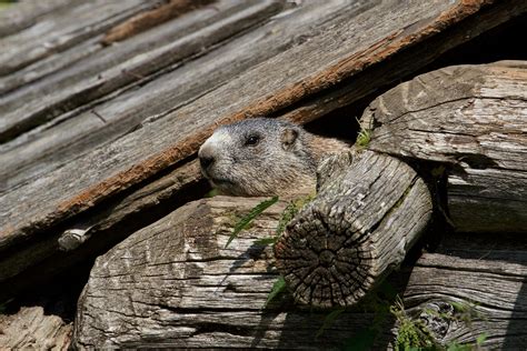 Woodchuck Photos, Download The BEST Free Woodchuck Stock Photos & HD Images