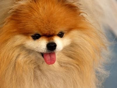 Adorable Pomeranian Puppies | LoveToKnow