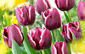 Triumph Tulips Tulipes De Triomphe Acheter Bulbes Directement De