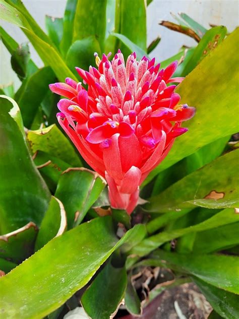 Bromeliad Flower Garden - Free photo on Pixabay - Pixabay