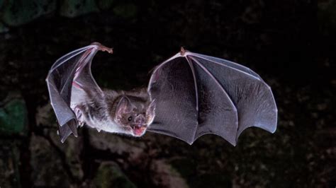 Lost genes may help explain how vampire bats survive on blood alone