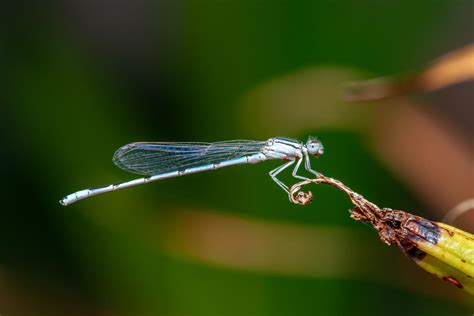 Damsel Fly by VincentGiglio on DeviantArt