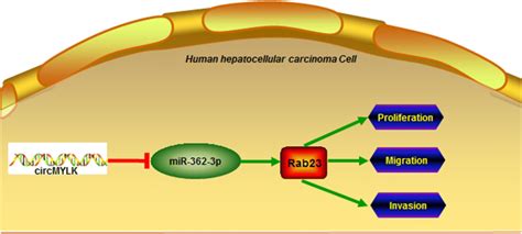 The Schematic Diagram Of CircMYLK Regulated MiR 362 3p Rab23 Axis In