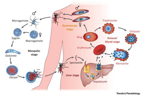 Plasmodium Falciparum Trends In Parasitology