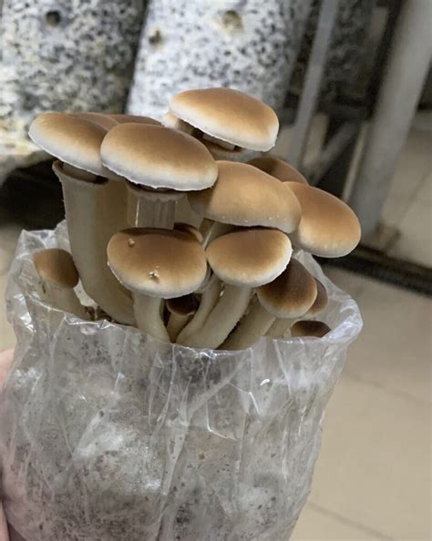Купить зерновой мицелий вешенки и шампиньона