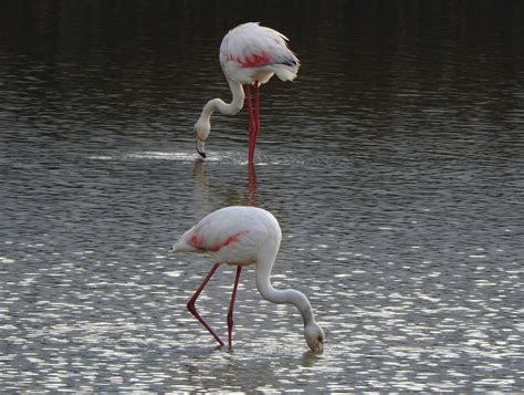 Flamingo Burung Burung Hewan Foto Gratis Di Pixabay Pixabay