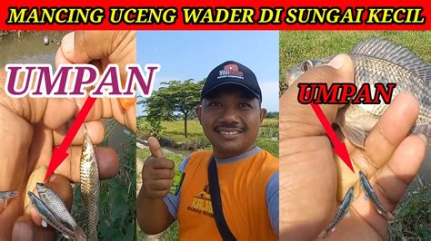 Umpan Jitu Mancing Ikan Wader Dan Uceng Paling Murah Di Sungai Tengah