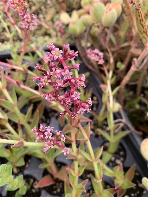 Crassula Capitella red Pagoda - Etsy