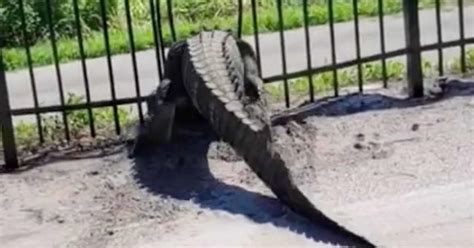 Giant alligator bends metal fence in Florida - CBS News