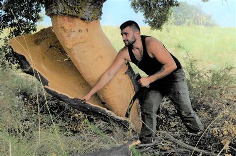 La Saca De Corcho Del Alcornocal M S Antiguo De Europa Se Hace En La