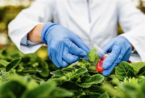 Cómo la biotecnología ayuda a mejorar la producción agrícola