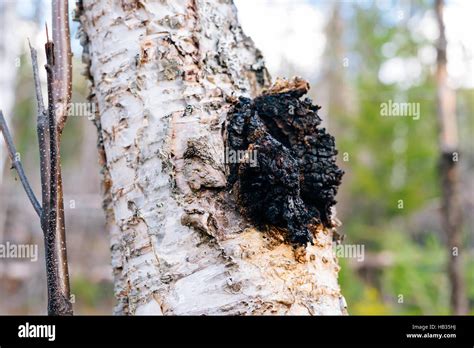 Chaga Mushroom Inonotus Obliquus Growing On A Paper Birch Tree In