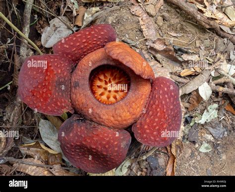 Rafflesia tuan-mudae in Gunung Gading National Park, Sarawak, Borneo ...