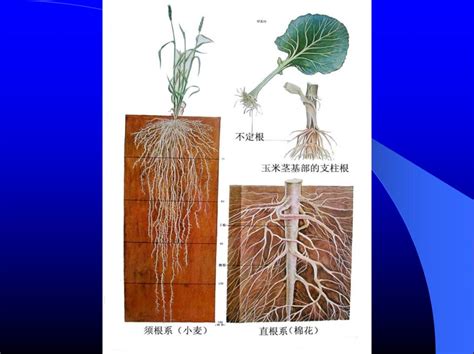 植物的根 广东工业大学生态环境与资源学院环境生态工程系