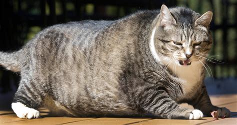 Logan, Waterville Valley Resort cat, draws visitors with his size - CBS