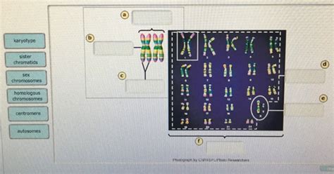 Solved Karyotype Sister Sex Chromosomes Homologous Chegg