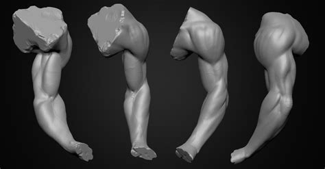 Artstation Arm Anatomy Study