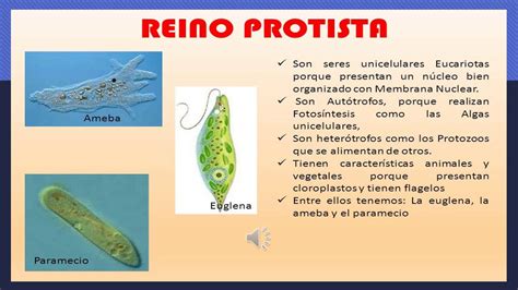 Reino Protista Euglena