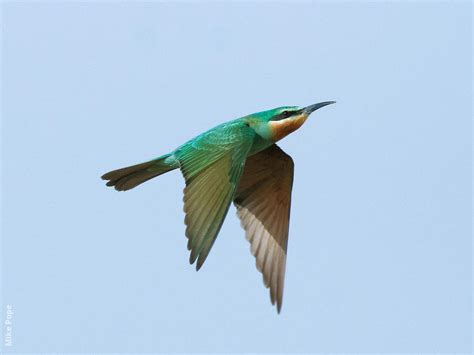 Blue-cheeked Bee-eater | KuwaitBirds.org