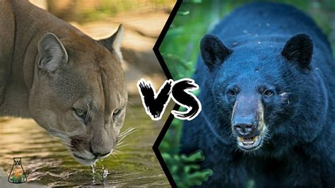 Gran roble preocupación ventaja puma vs grizzly bear arrastrar Más lejano Hermana