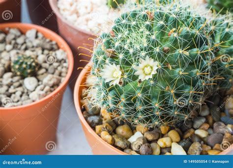 Mammillaria Crinita With White Flowers Stock Photo Image Of Desert