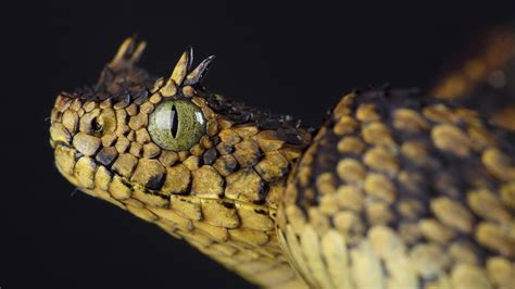 Horned Snake Variations Inhabiting A Desert Near You Howstuffworks