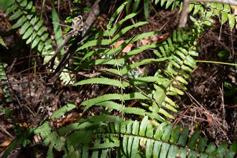 Thelypteris Kunthii Southern Shield Fern