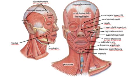 Anatomy: Axial Muscles Flashcards | Quizlet