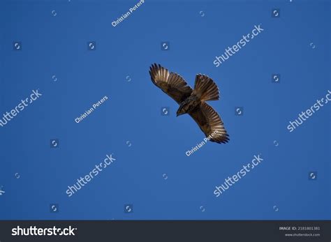 Harriss Hawk Parabuteo Unicinctus Known Baywinged Stock Photo