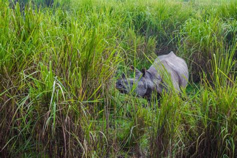 Indian One Horned Big Rhinoceros In Kaziranga National Park Assam