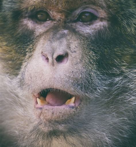 Barbary Macaque Threatend Species Free Photo On Pixabay