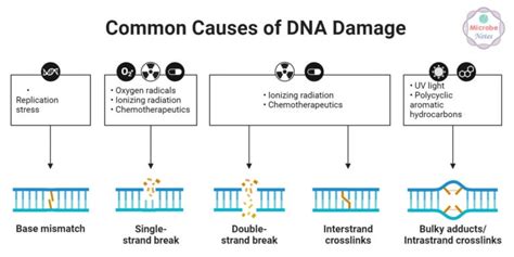 DNA Damage And DNA Repair Types And Mechanism