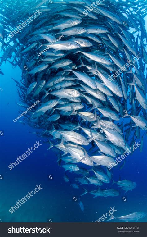 1,630 Fish Tornado Images, Stock Photos & Vectors | Shutterstock