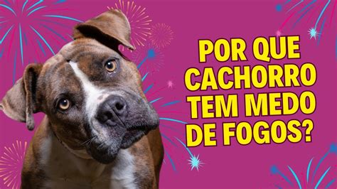 Por Que Cachorro Tem Medo De Fogos 10 Dicas Para Tranquilizar Seu