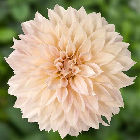 Dahlia Café Au Lait Plants