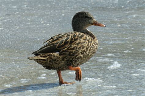 Mallards Pintails And Allies From Indian Shores Fl Usa On November