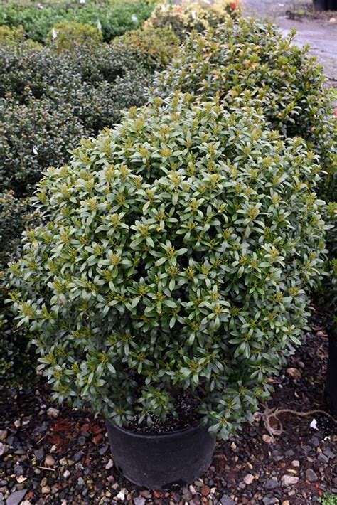 Shamrock Inkberry Holly Ilex Glabra Shamrock At Weston Nurseries