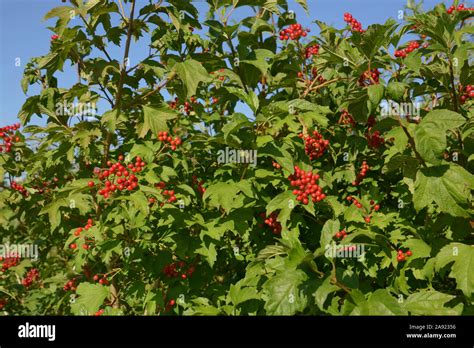 Los Frutos Rojos De Viburnum Arbusto Viburnum Compactum Bush Con Bayas