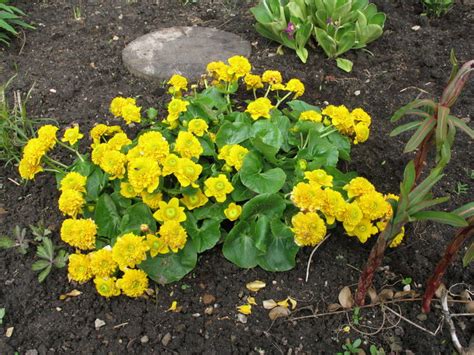 Весенние травянистые многолетники фото - Дневник садовода Kateflowershop.ru