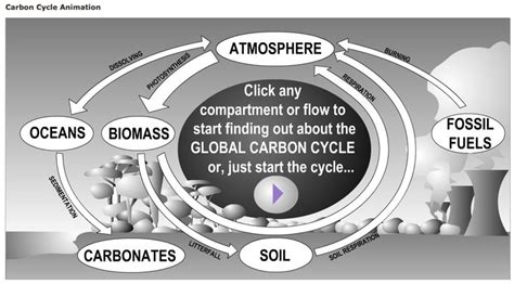 Carbon cycle animation | Biology resources, Science classroom, Teaching science