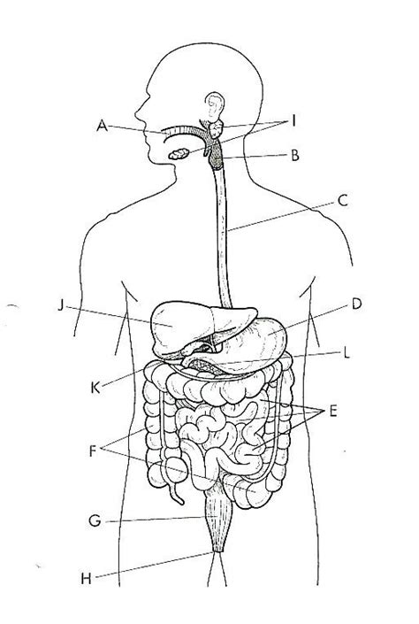 Digestive System Labeling Diagram Quizlet