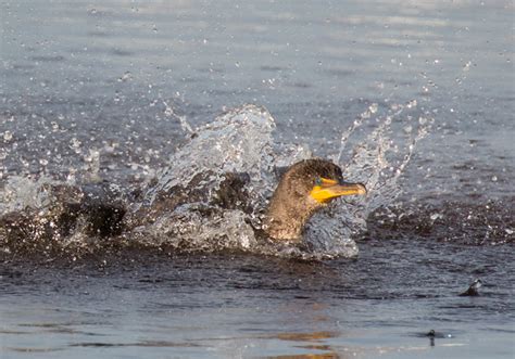 Double Crested Cormorant Water Splashing Sequence Martin Belan