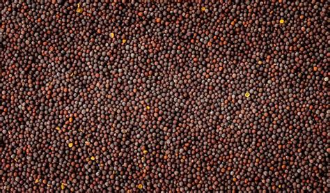 Uses And Benefits Of Mustard Seeds A Comprehensive Guide