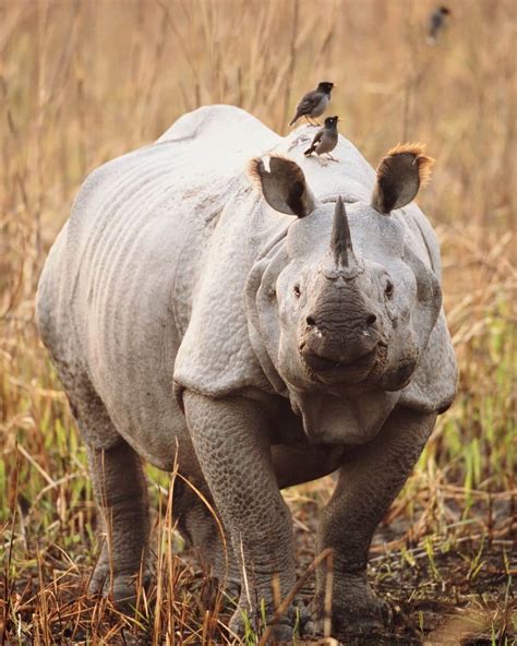 アニマルプラネットさんのインスタグラム写真 アニマルプラネットinstagram「an Indian Rhinoceros With