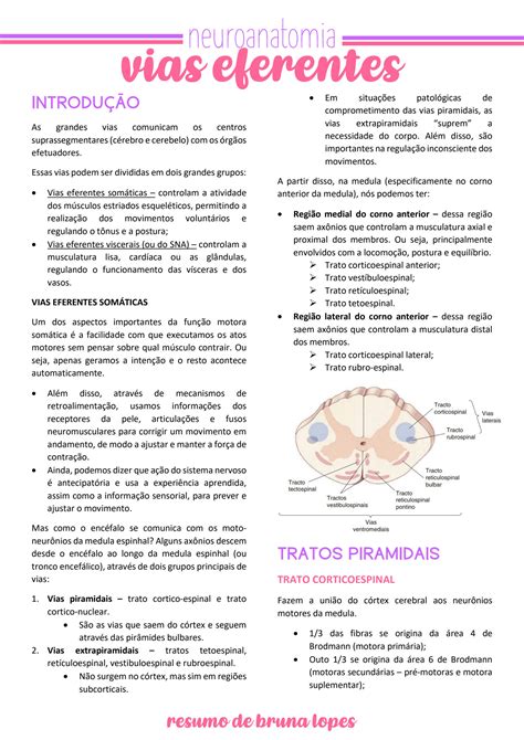 Solution Neuroanatomia Das Vias Eferentes Studypool