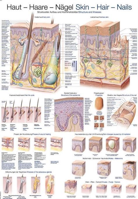 Het Menselijk Lichaam Anatomie Poster Huid Haar En Nagels Papier