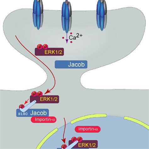 Jacob Phosphorylated At S Encodes The Synaptic Origin Of Nmdars