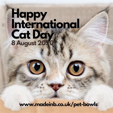 Happy International Cats Day International Cat Day Cat Day Cats