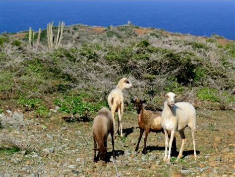 Wild Aruba - Enjoy an Awesome Hike in Arikok National Park | Bucuti and ...