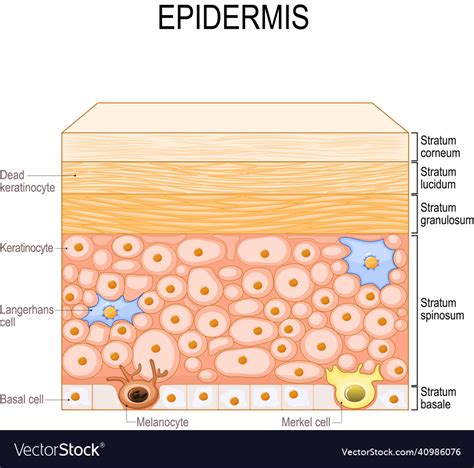 Layers of epidermis epithelial cells the skin Vector Image